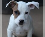 Small #2 American Bulldog-Staffordshire Bull Terrier Mix