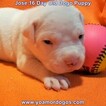 Small Photo #200 Dogo Argentino Puppy For Sale in JANE, MO, USA
