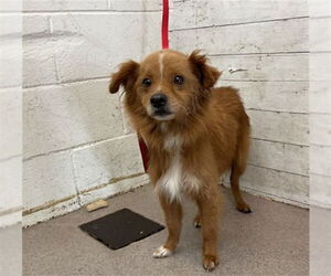 Mutt Dogs for adoption in San Bernardino, CA, USA