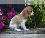 Puppy Oaks Cavalier King Charles Spaniel