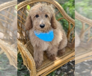 Goldendoodle (Miniature) Puppy for sale in AZLE, TX, USA