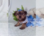 Small #6 Shorkie Tzu