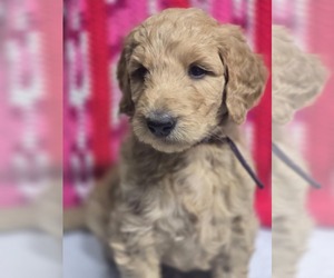 Goldendoodle Puppy for sale in BATTLE GROUND, WA, USA