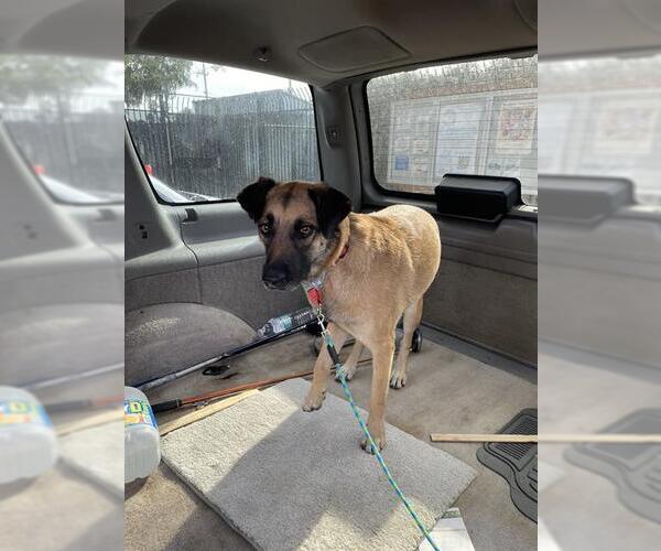 Medium Photo #1 German Shepherd Dog Puppy For Sale in Stockton, CA, USA