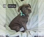 Small #6 Cane Corso