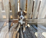 Small Photo #5 Miniature Australian Shepherd Puppy For Sale in NOBLE, MO, USA