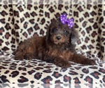 Small Photo #12 Poodle (Miniature) Puppy For Sale in LAKELAND, FL, USA