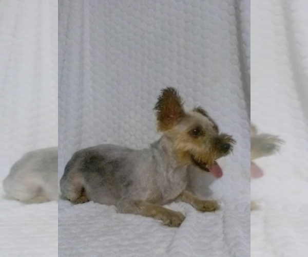 Medium Photo #1 YorkiePoo Puppy For Sale in SUGARCREEK, OH, USA