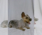 Small Photo #1 YorkiePoo Puppy For Sale in SUGARCREEK, OH, USA