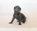 Small Photo #1 Great Dane Puppy For Sale in KANAB, UT, USA