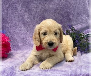 Medium Goldendoodle