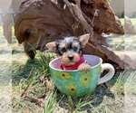 Small #5 Yorkshire Terrier