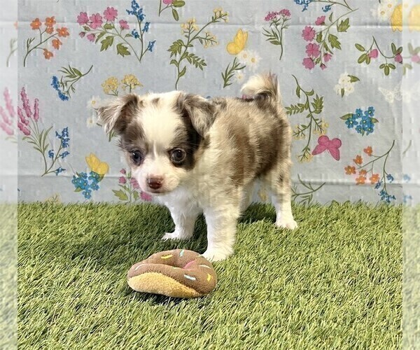 Medium Photo #2 Chihuahua Puppy For Sale in MIAMI, FL, USA