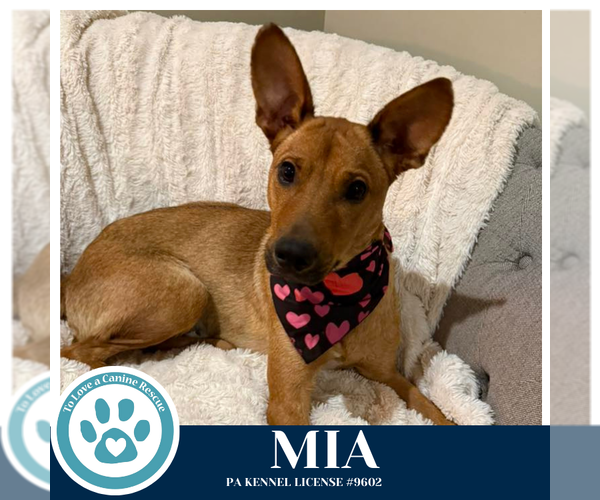 Medium Photo #4 Labrador Retriever-Unknown Mix Puppy For Sale in Kimberton, PA, USA