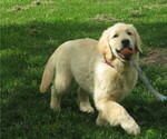 Small Photo #1 English Cream Golden Retriever Puppy For Sale in MECHANICSVILLE, MD, USA