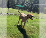 Small Photo #4 Boxer-Unknown Mix Puppy For Sale in Alexander, AR, USA