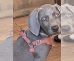 Small Photo #2 Weimaraner Puppy For Sale in AUBURN, CA, USA