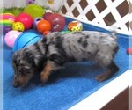Small #3 Chiweenie
