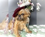 Small Photo #1 Brussels Griffon Puppy For Sale in LAKE VILLA, IL, USA