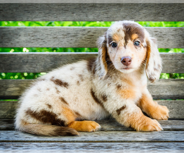 Medium Photo #13 Dachshund Puppy For Sale in WAKARUSA, IN, USA