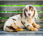 Small #12 Dachshund