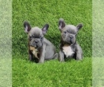 Small #6 French Bulldog