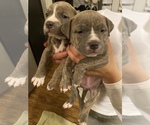 Puppy 1 American Bully-American Pit Bull Terrier Mix