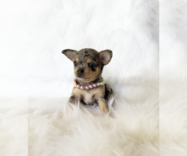 Medium Photo #4 Chihuahua Puppy For Sale in SACRAMENTO, CA, USA