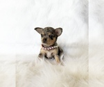 Small #3 Chihuahua