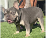 Small Photo #1 French Bulldog Puppy For Sale in GRANADA HILLS, CA, USA