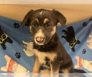 German Shepherd Dog Dogs for adoption in HESPERIA, CA, USA