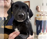 Small #1 Labrador Retriever Mix