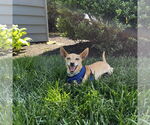 Small #5 Chihuahua