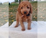 Small Photo #5 Goldendoodle (Miniature) Puppy For Sale in NILES, MI, USA