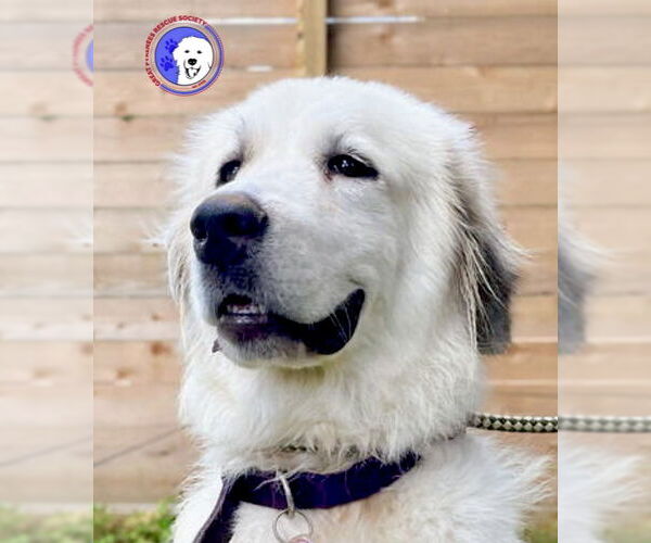 Medium Photo #3 Great Pyrenees Puppy For Sale in Spring, TX, USA