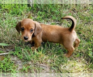 Dachshund Puppy for sale in CLARK, MO, USA