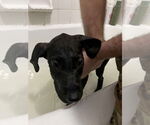Small Great Dane
