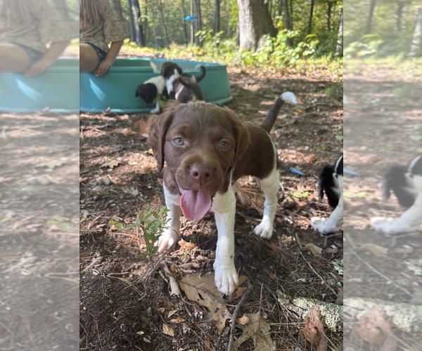 Medium Photo #1 Brittany Puppy For Sale in REHOBOTH, MA, USA