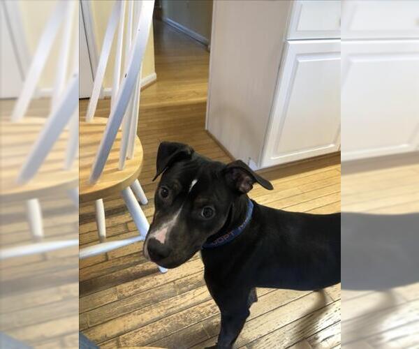 Medium Photo #1 Beagle-Unknown Mix Puppy For Sale in Derwood, MD, USA