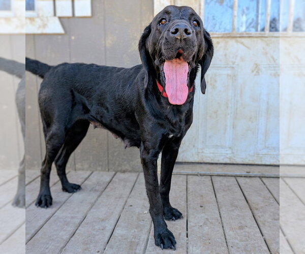 Medium Photo #3 Coonhound-Labrador Retriever Mix Puppy For Sale in Vail, AZ, USA