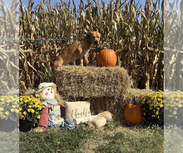 Medium Photo #6 American Pit Bull Terrier Puppy For Sale in Evansville, IN, USA