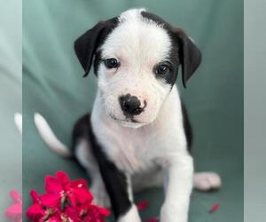 Wyle (Emmy Pup) - Male Boston Terrier-Boxer Mix Dog for Adoption - Photo #3