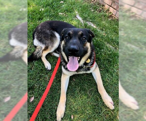 Medium Photo #5 German Shepherd Dog Puppy For Sale in Cupertino, CA, USA