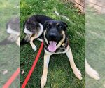 Small #4 German Shepherd Dog