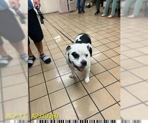 American Bulldog Dogs for adoption in West Palm Beach, FL, USA
