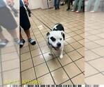 Small American Bulldog