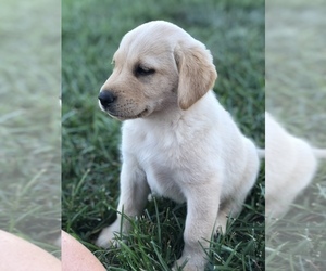 Labrador Retriever Puppy for sale in HARTVILLE, MO, USA