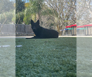Father of the German Shepherd Dog puppies born on 05/05/2025