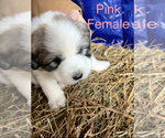 Small Photo #6 Great Pyrenees Puppy For Sale in LINCOLN, MI, USA
