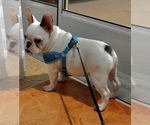 Small Photo #5 French Bulldog Puppy For Sale in FORT PIERCE, FL, USA